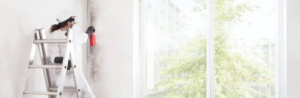 Best Mold Removal for HVAC Installations  in Energy, IL